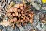 Csoportos tuskógomba (Desarmillaria tabescens), Mátra